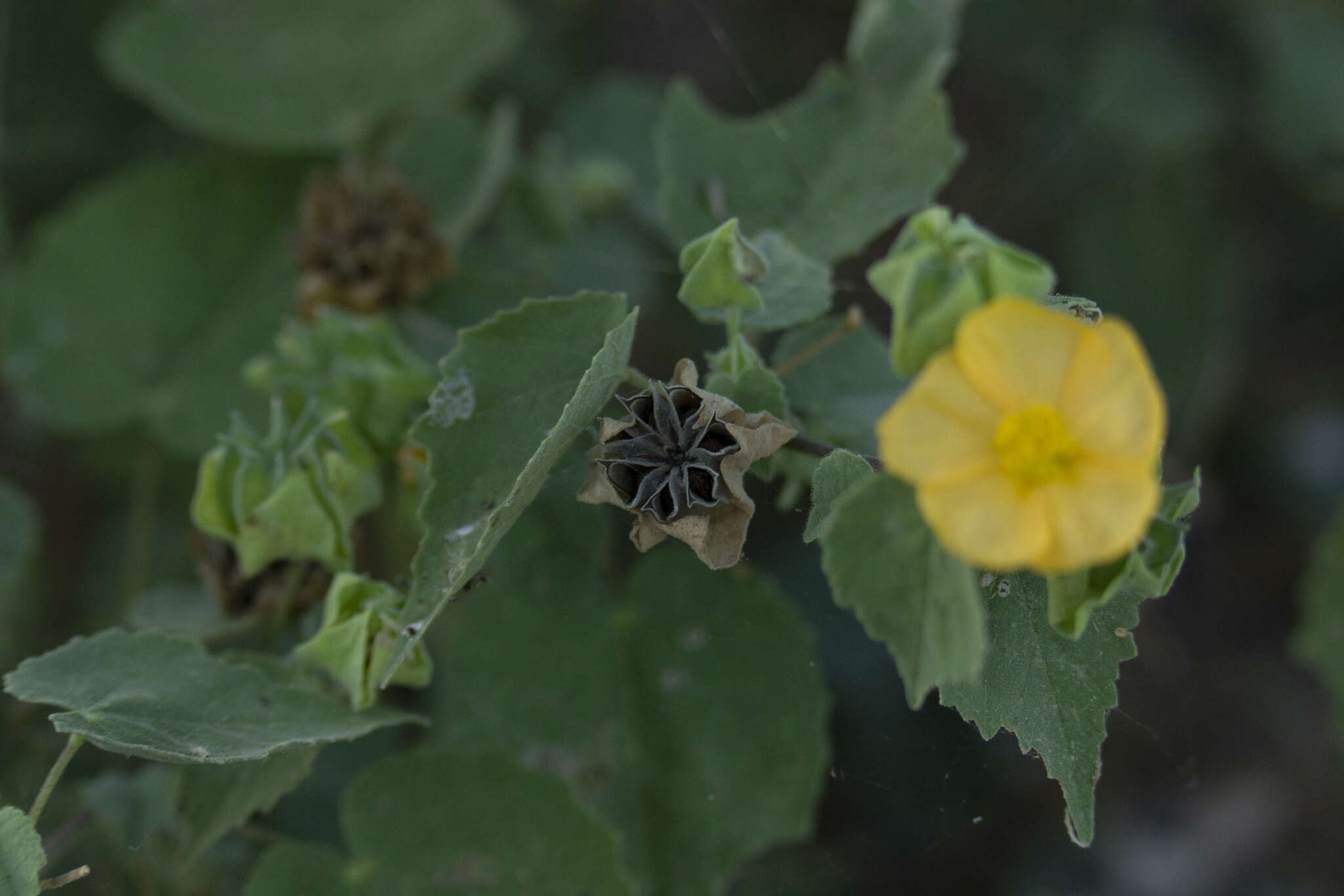 Image of Berlandier's Indian mallow