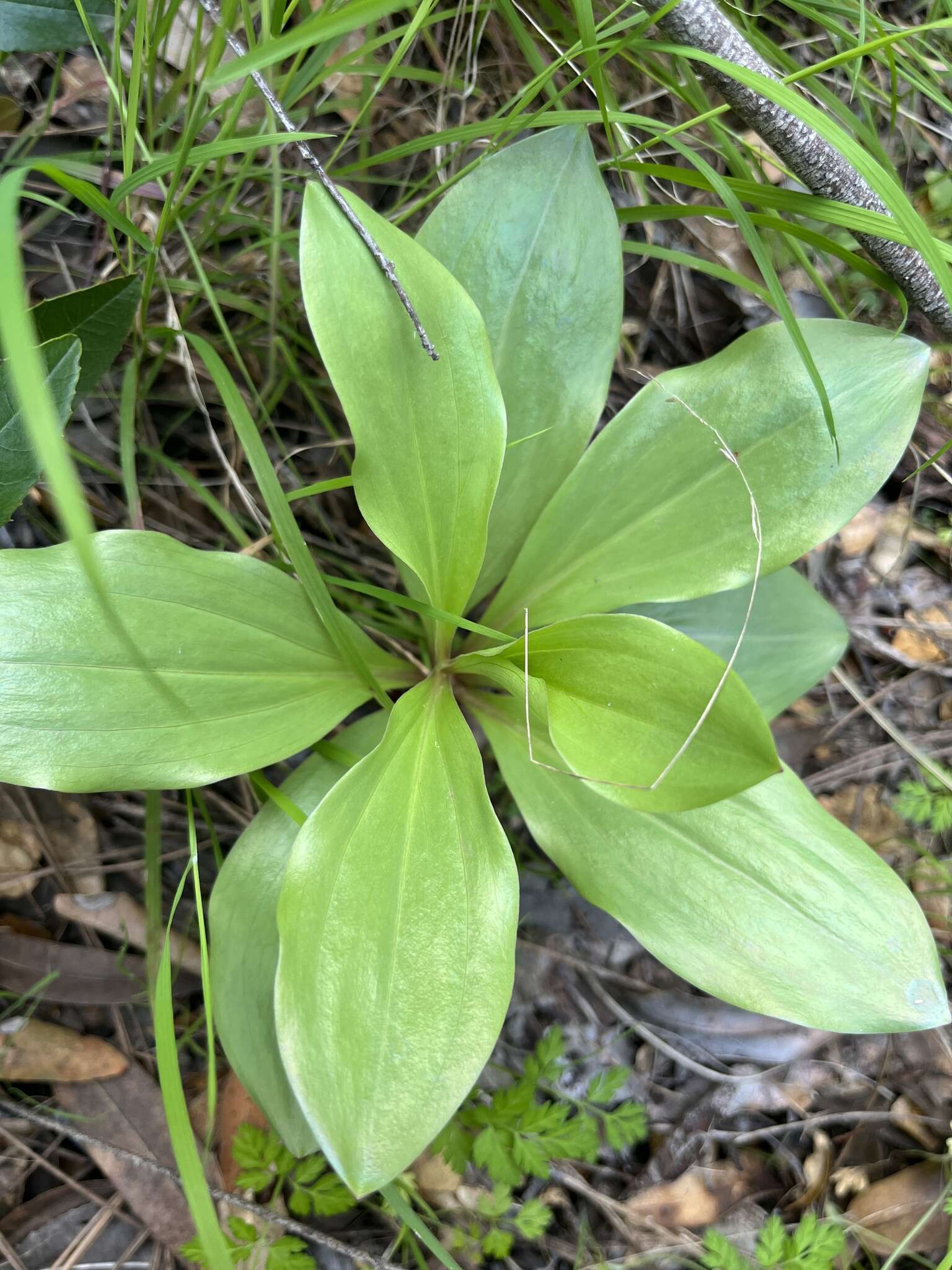 Слика од Lilium humboldtii subsp. humboldtii