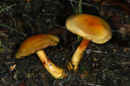 Image of Cortinarius sinapicolor Cleland 1933