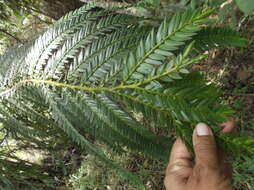 صورة Retrophyllum rospigliosii (Pilg.) C. N. Page