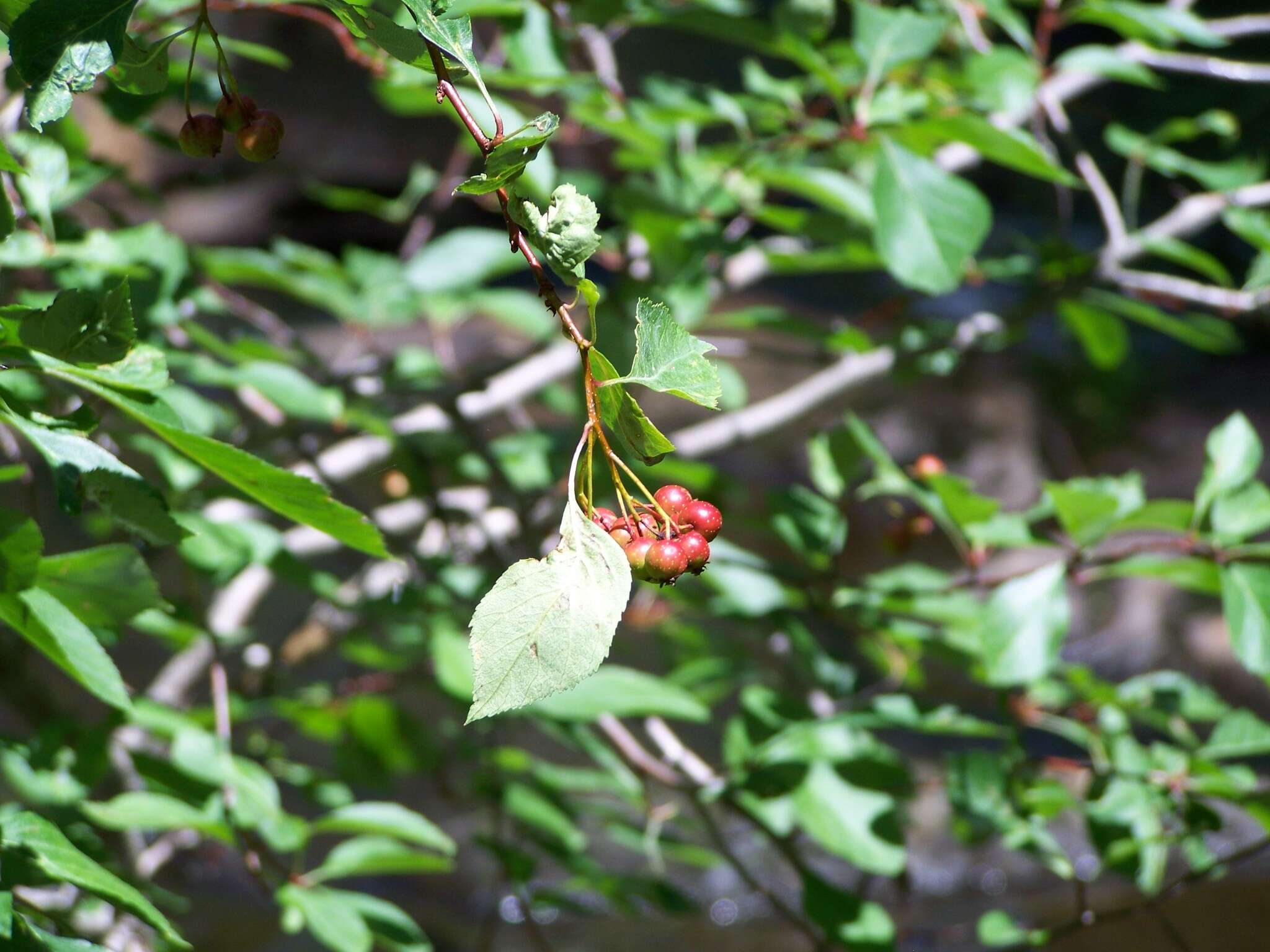 Imagem de Crataegus rivularis Nutt. ex Torr. & Gray