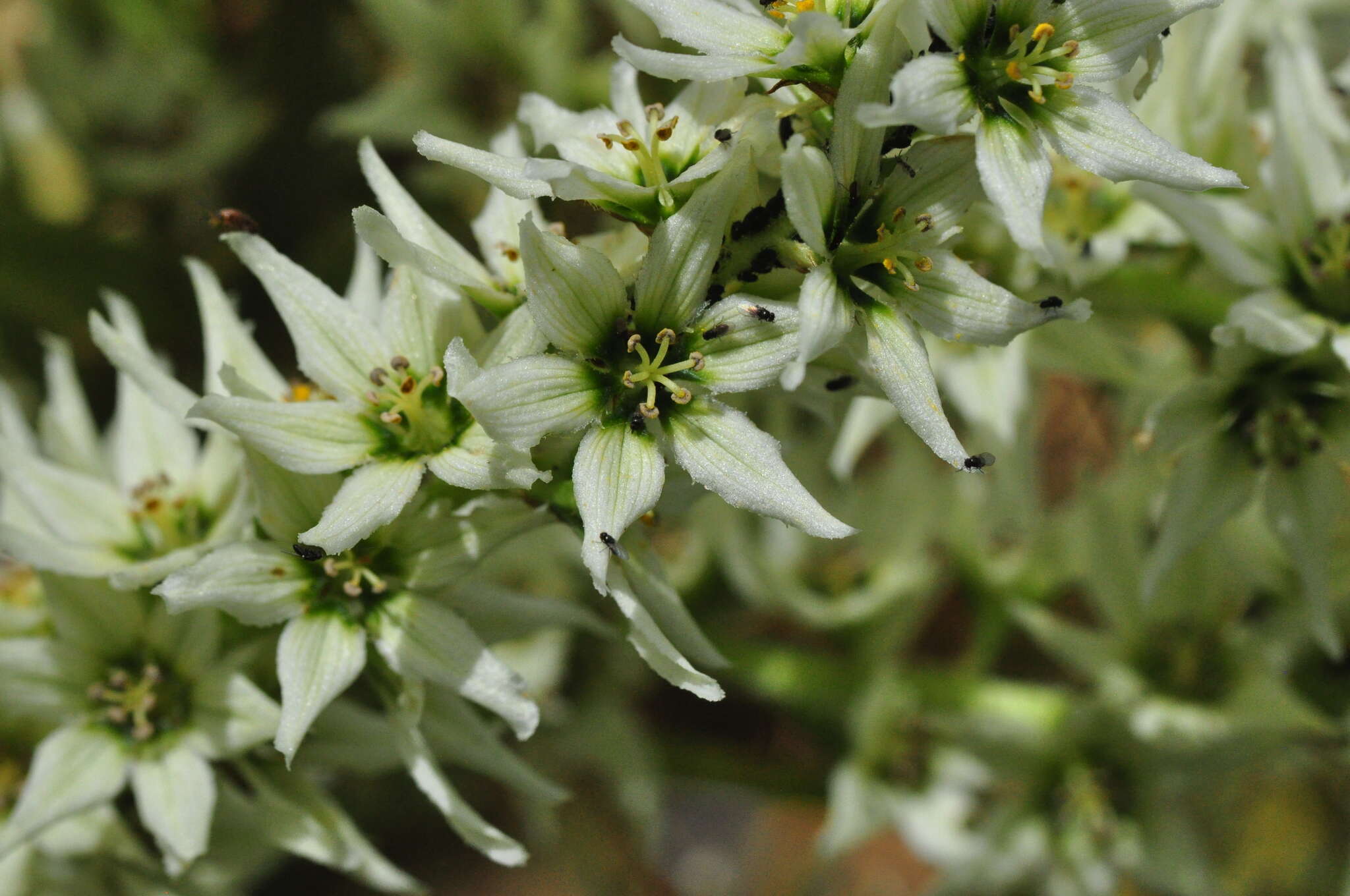 صورة Veratrum californicum var. caudatum (A. Heller) C. L. Hitchc.