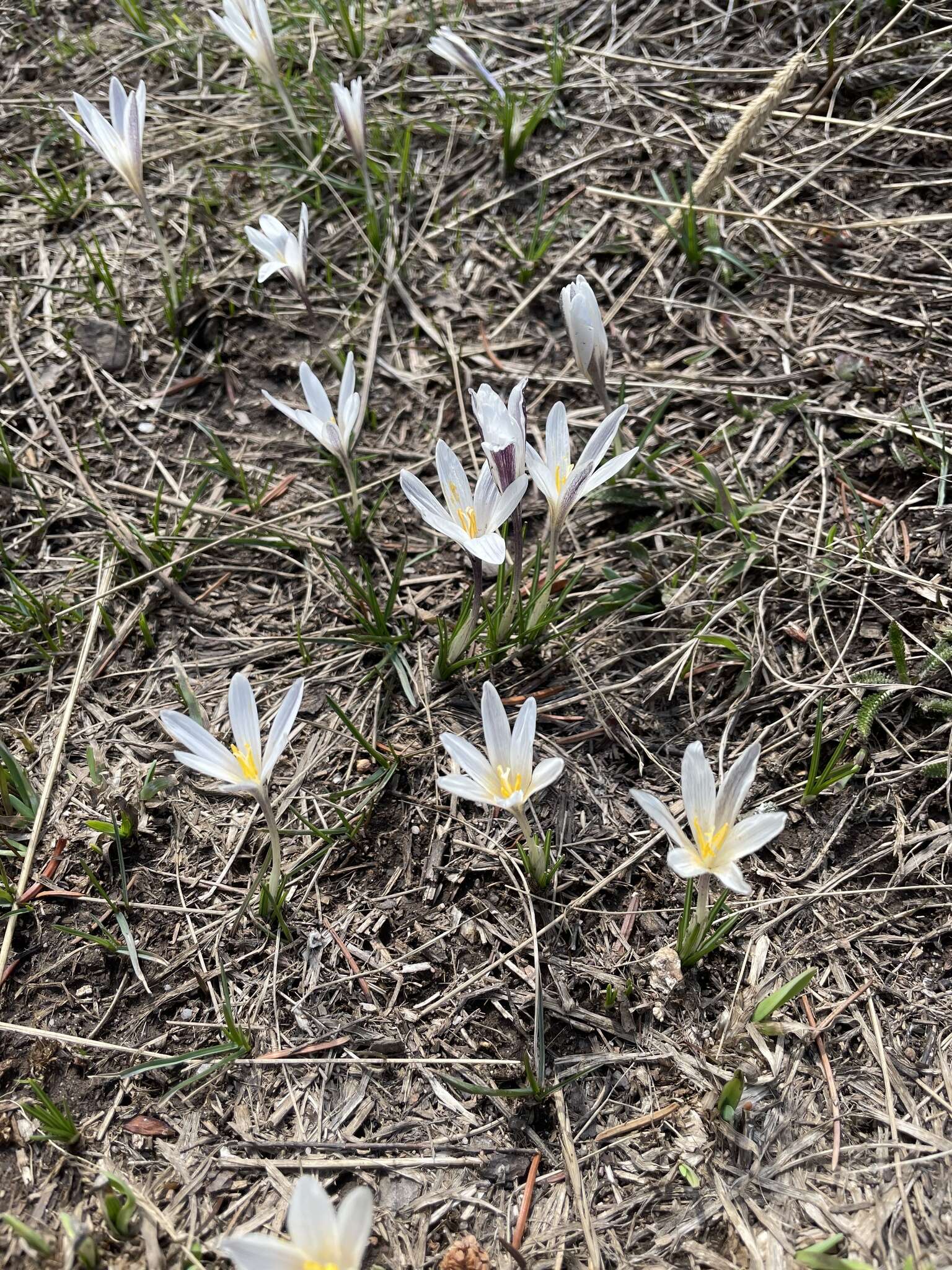 Image of Crocus alatavicus Regel & Semen.