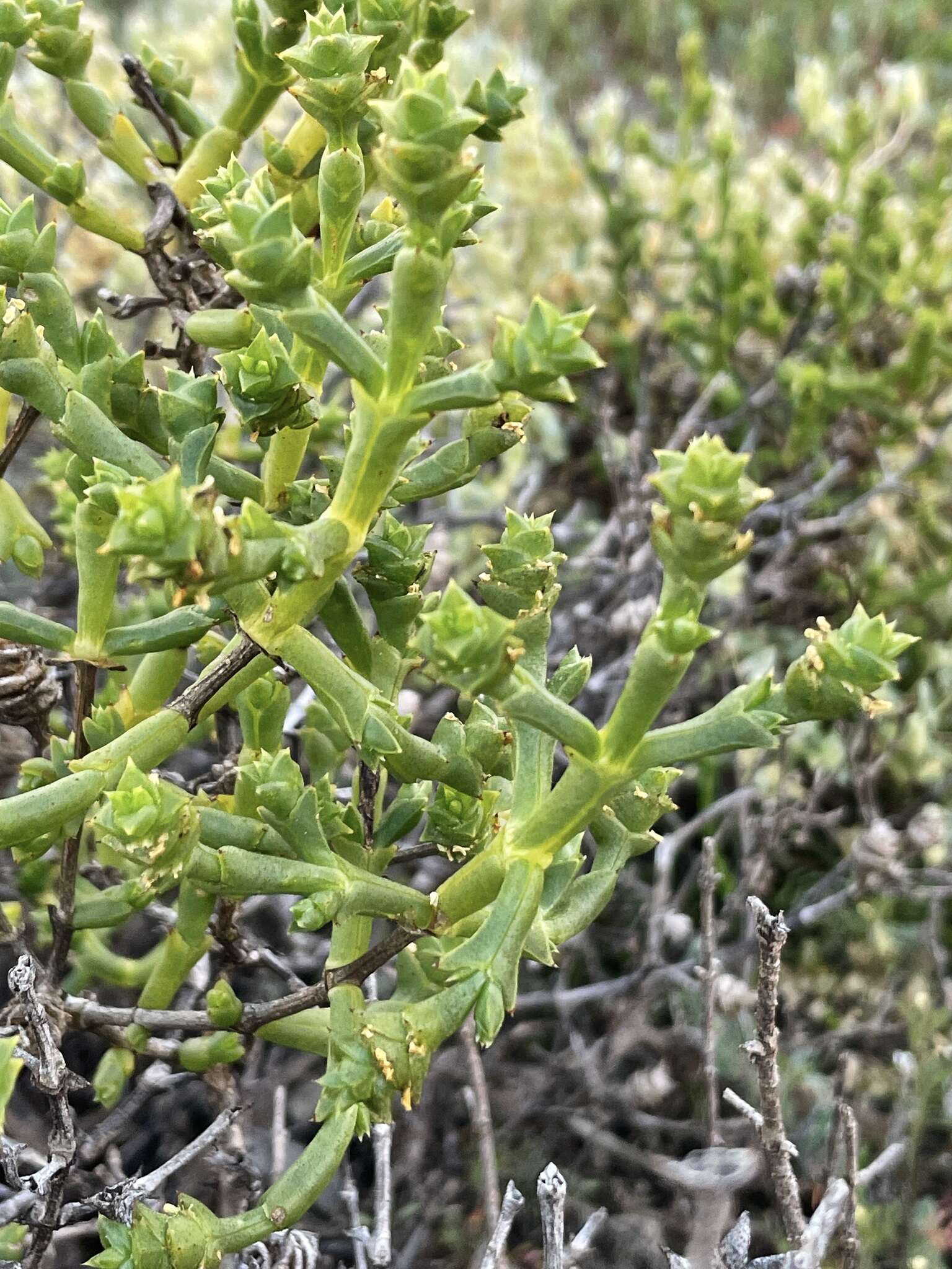 Sivun Tecticornia triandra (F. Müll.) K. A. Sheph. & Paul G. Wilson kuva