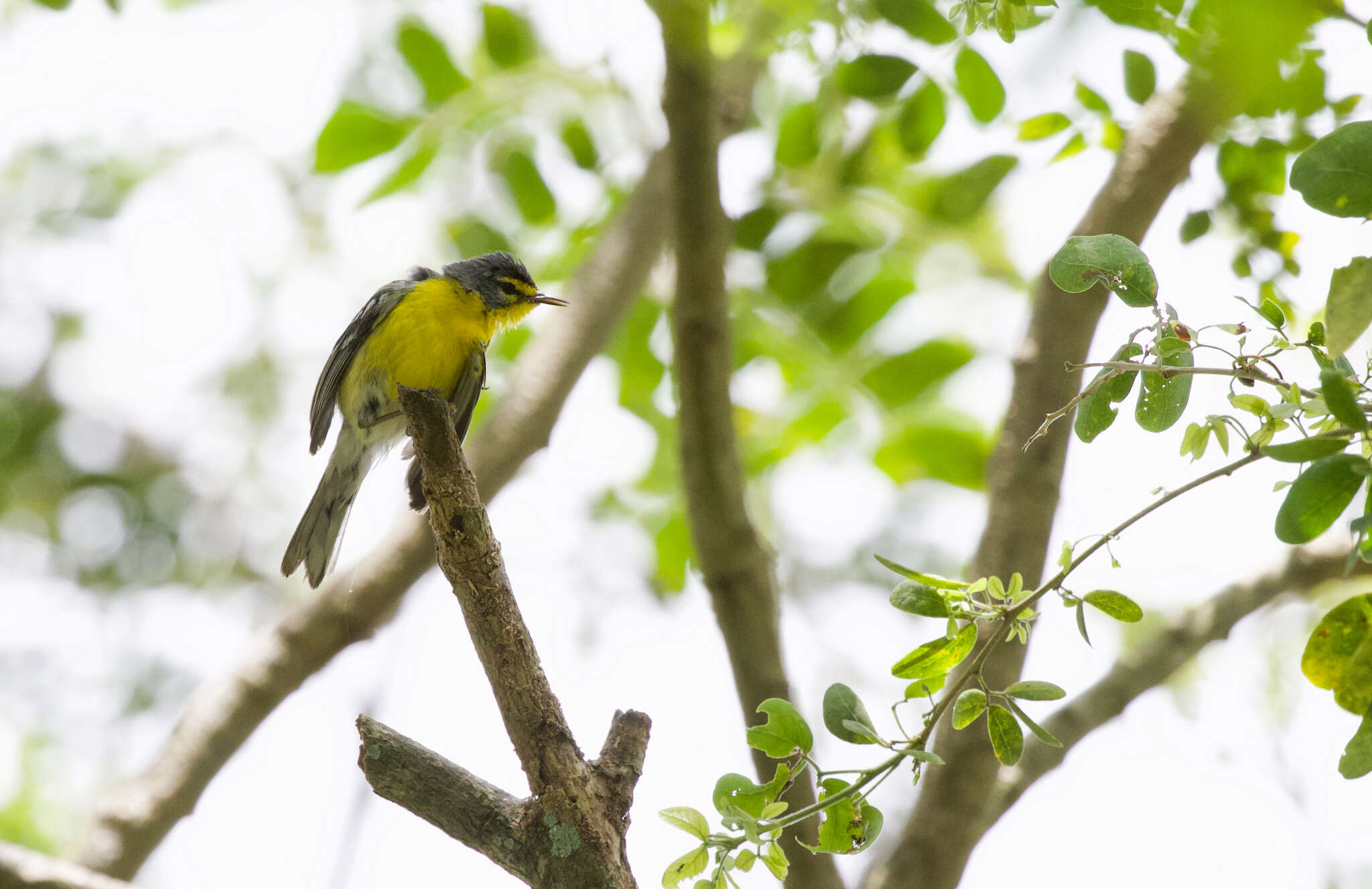 Imagem de Setophaga adelaidae (Baird & SF 1865)