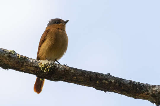 Image of Chestnut-crowned Becard