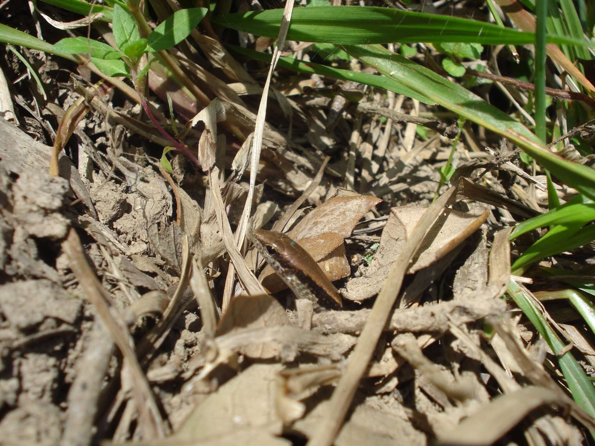 Image of Taylor's Ground Skink