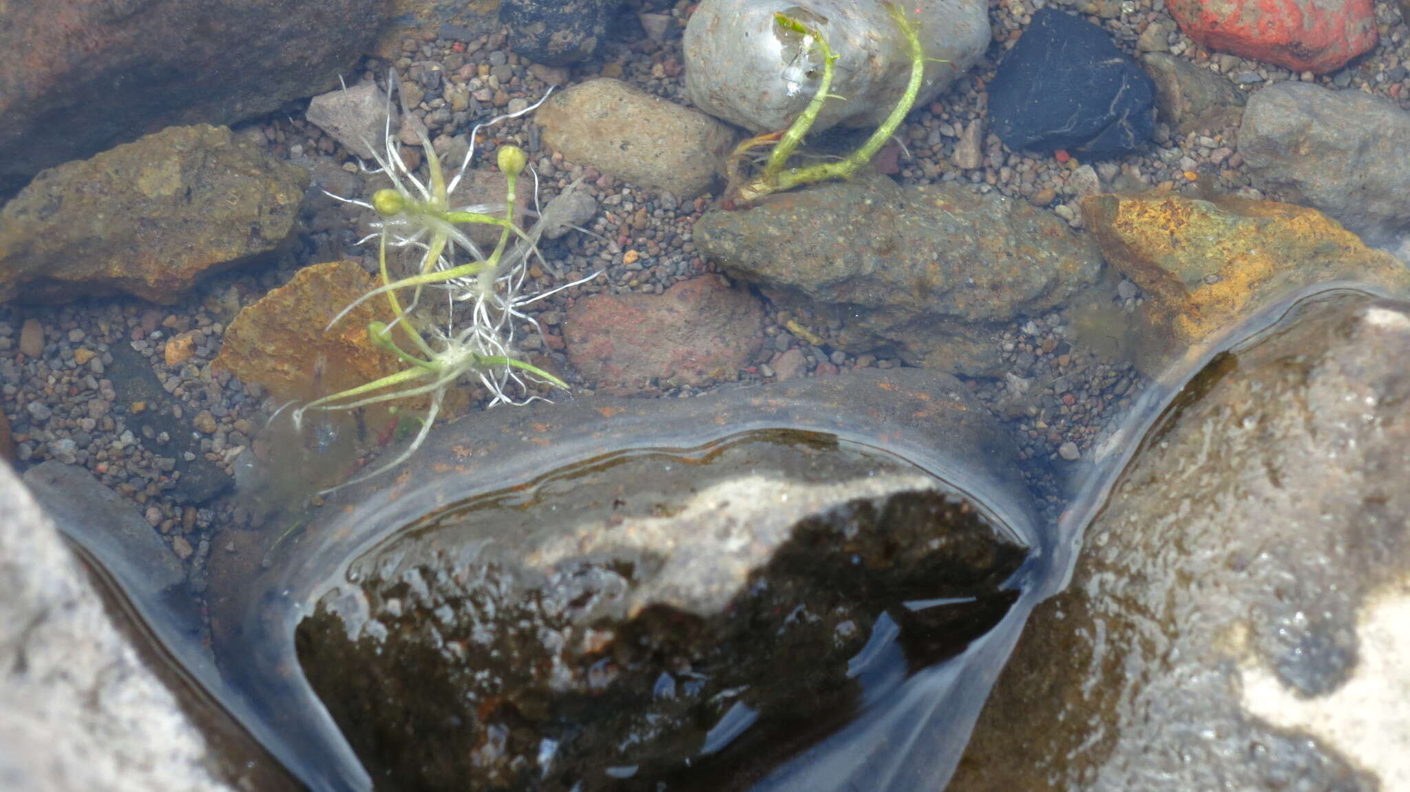 Sivun Myriophyllum ussuriense (Regel) Maxim. kuva