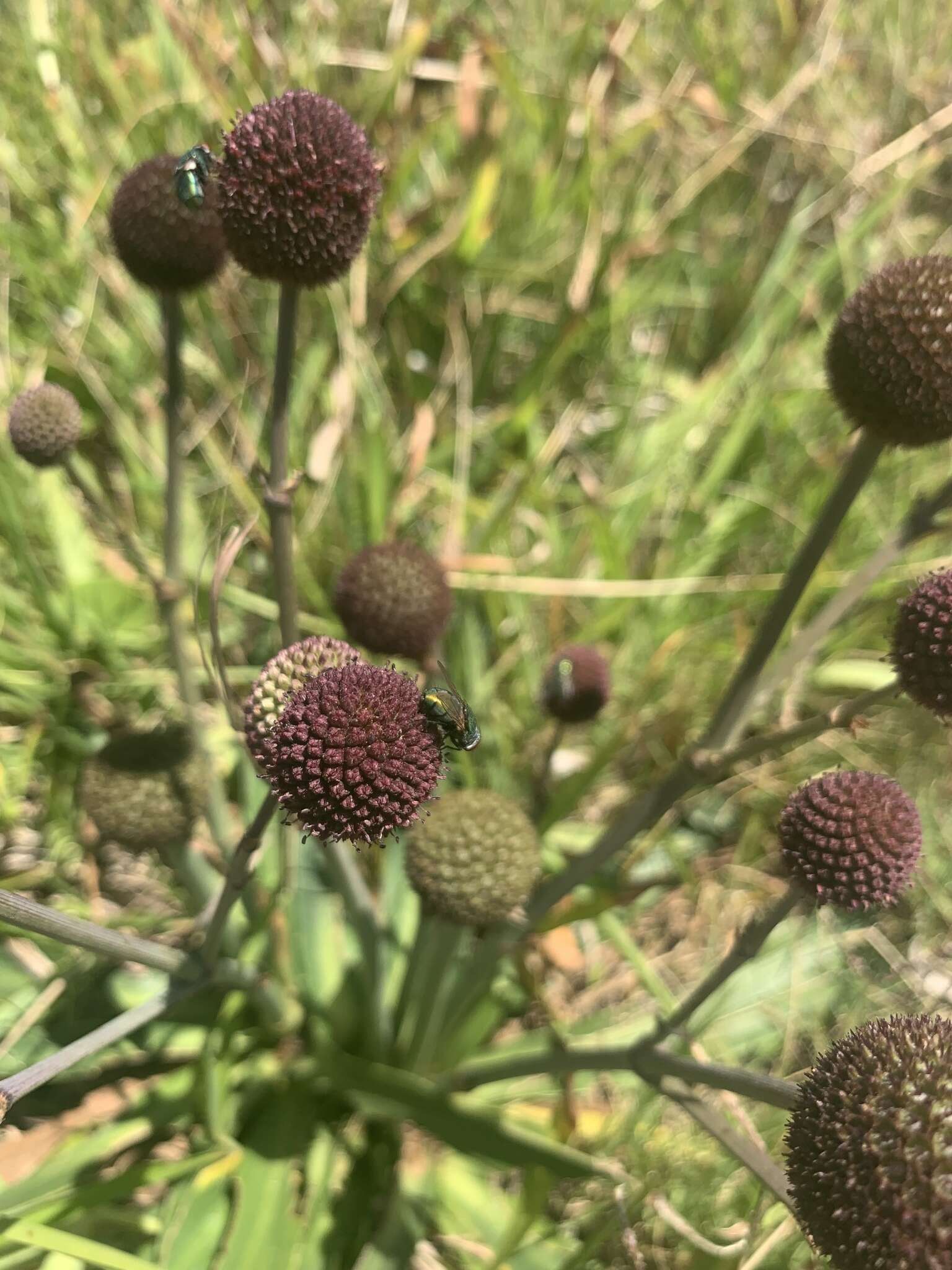 Image of Eryngium sanguisorba Cham. & Schltdl.