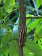 Image of Himalayan Striped Squirrel