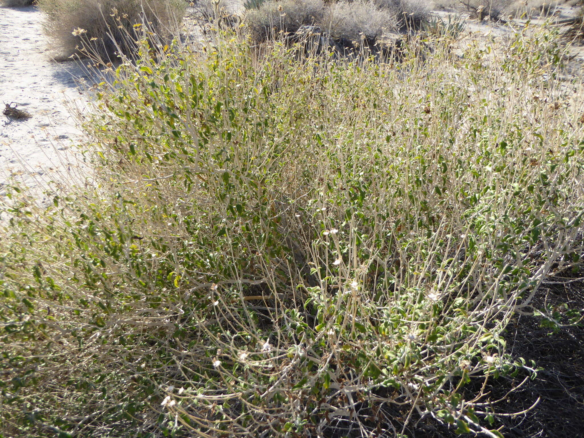 Sivun Encelia frutescens (A. Gray) A. Gray kuva