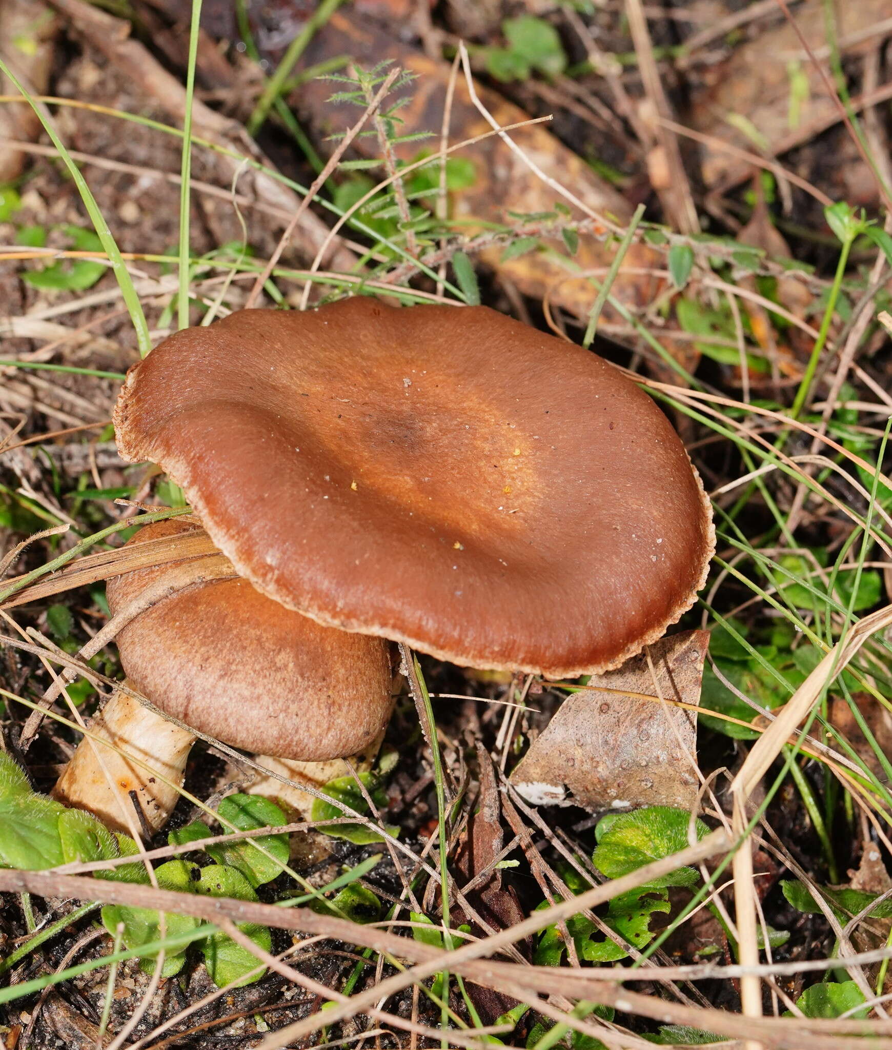 Plancia ëd Austropaxillus infundibuliformis (Cleland) Bresinsky & Jarosch 1999