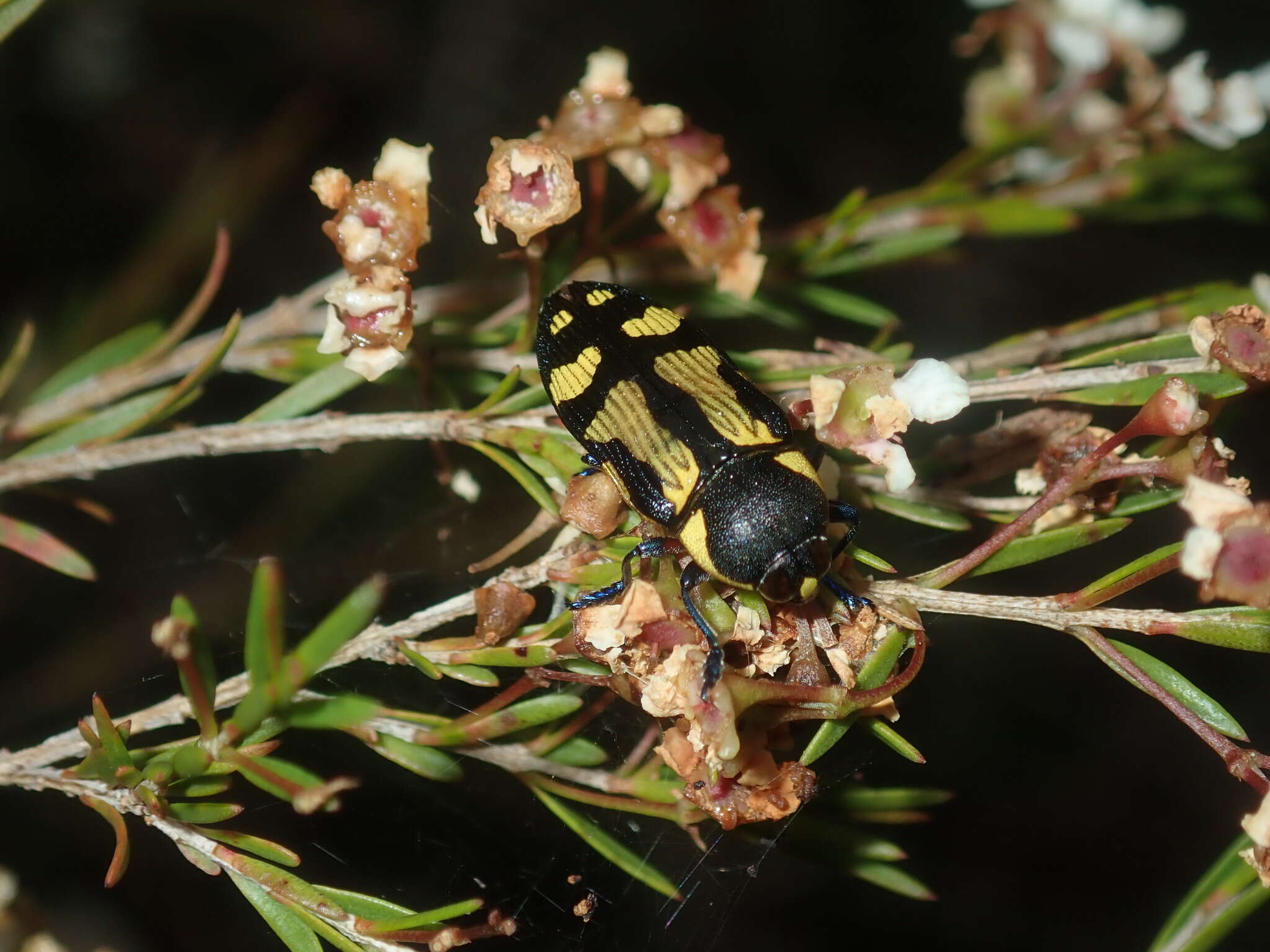 Image of Castiarina octospilota (Gory & Laporte 1838)