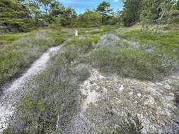 Image of granular trapeliopsis lichen