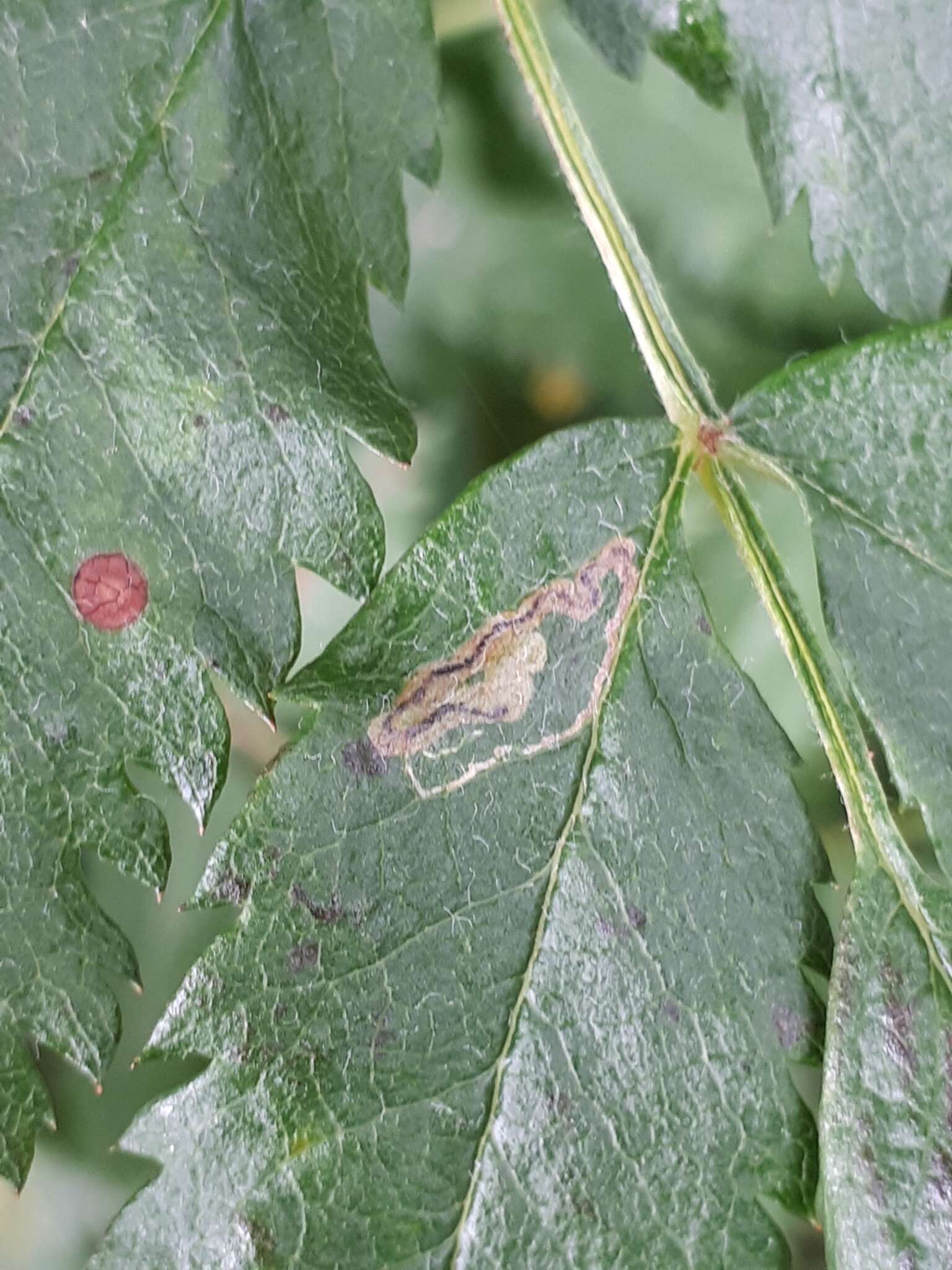 Image of Stigmella magdalenae (Klimesch 1950) Emmet 1979