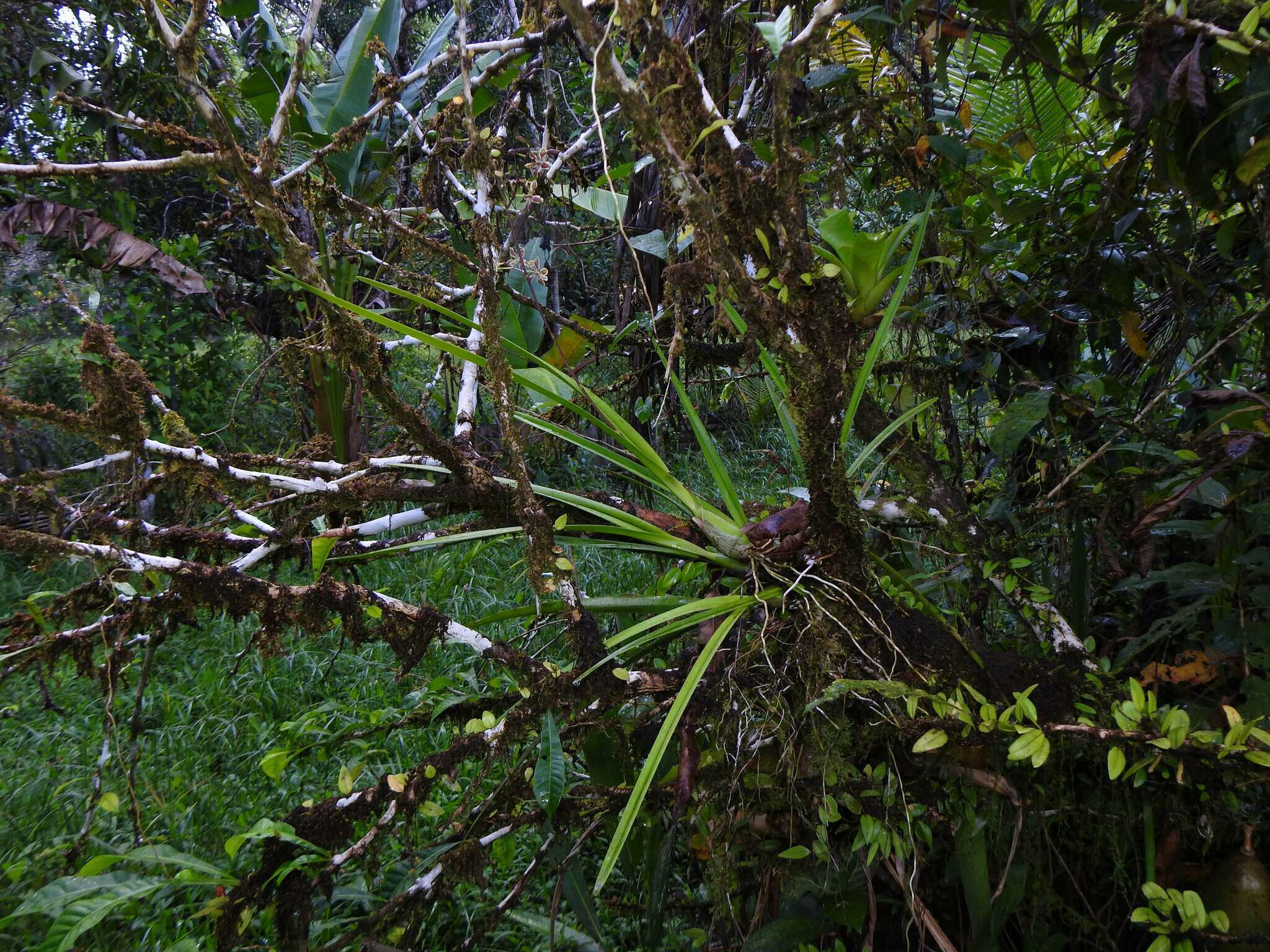 Image of Encyclia granitica (Lindl.) Schltr.