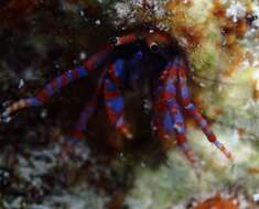 Image of Verrill's hermit crab