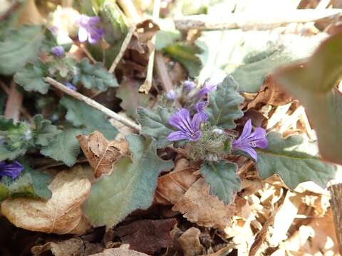 Слика од Ajuga decumbens Thunb.