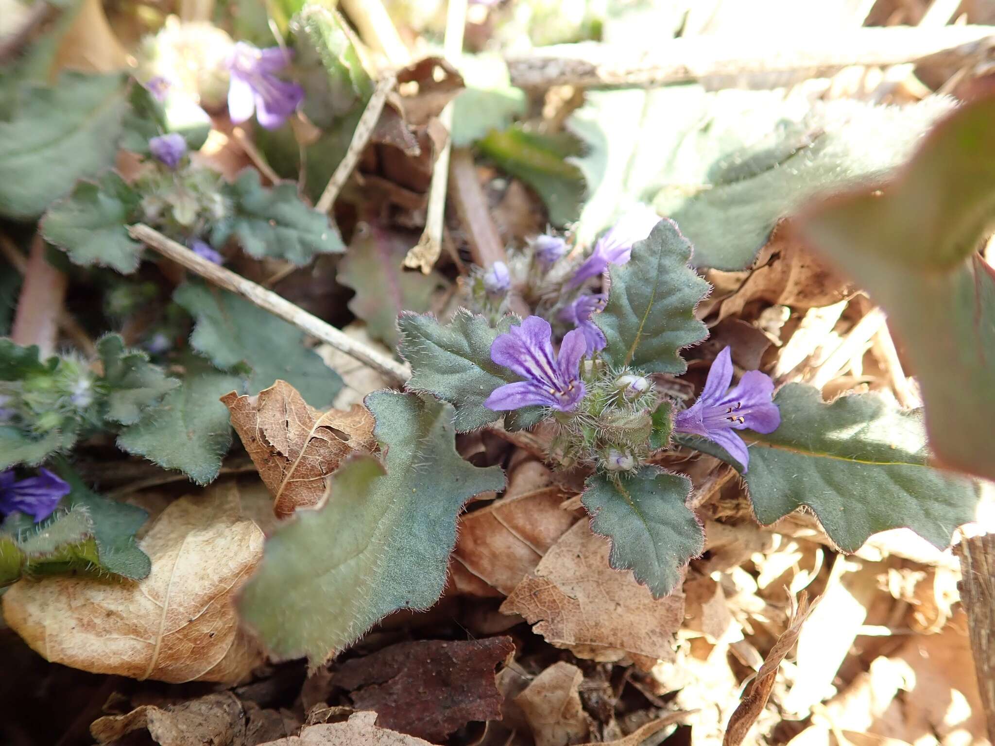 Image of Ajuga decumbens Thunb.