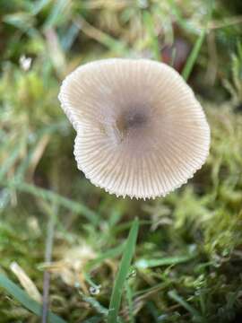 Image of Entoloma conferendum (Britzelm.) Noordel. 1980