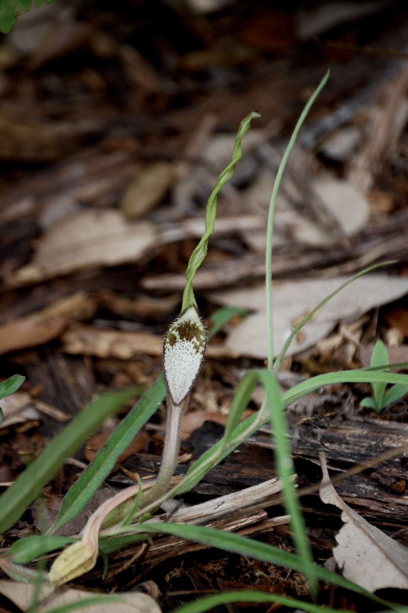 Image of swanflower