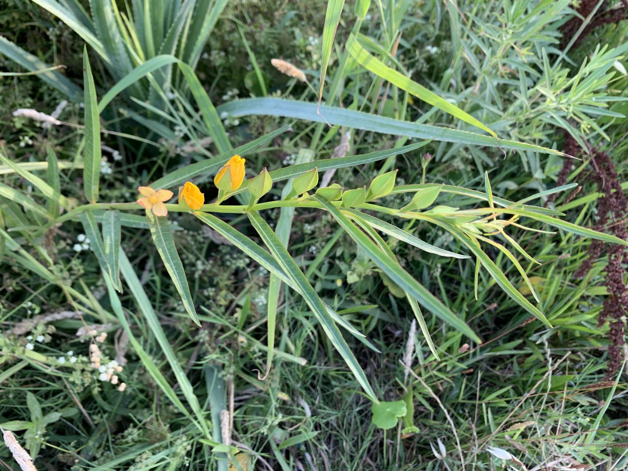 Image de Ludwigia longifolia (DC.) Hara