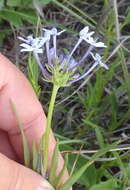 Image of Pentanisia angustifolia (Hochst.) Hochst.