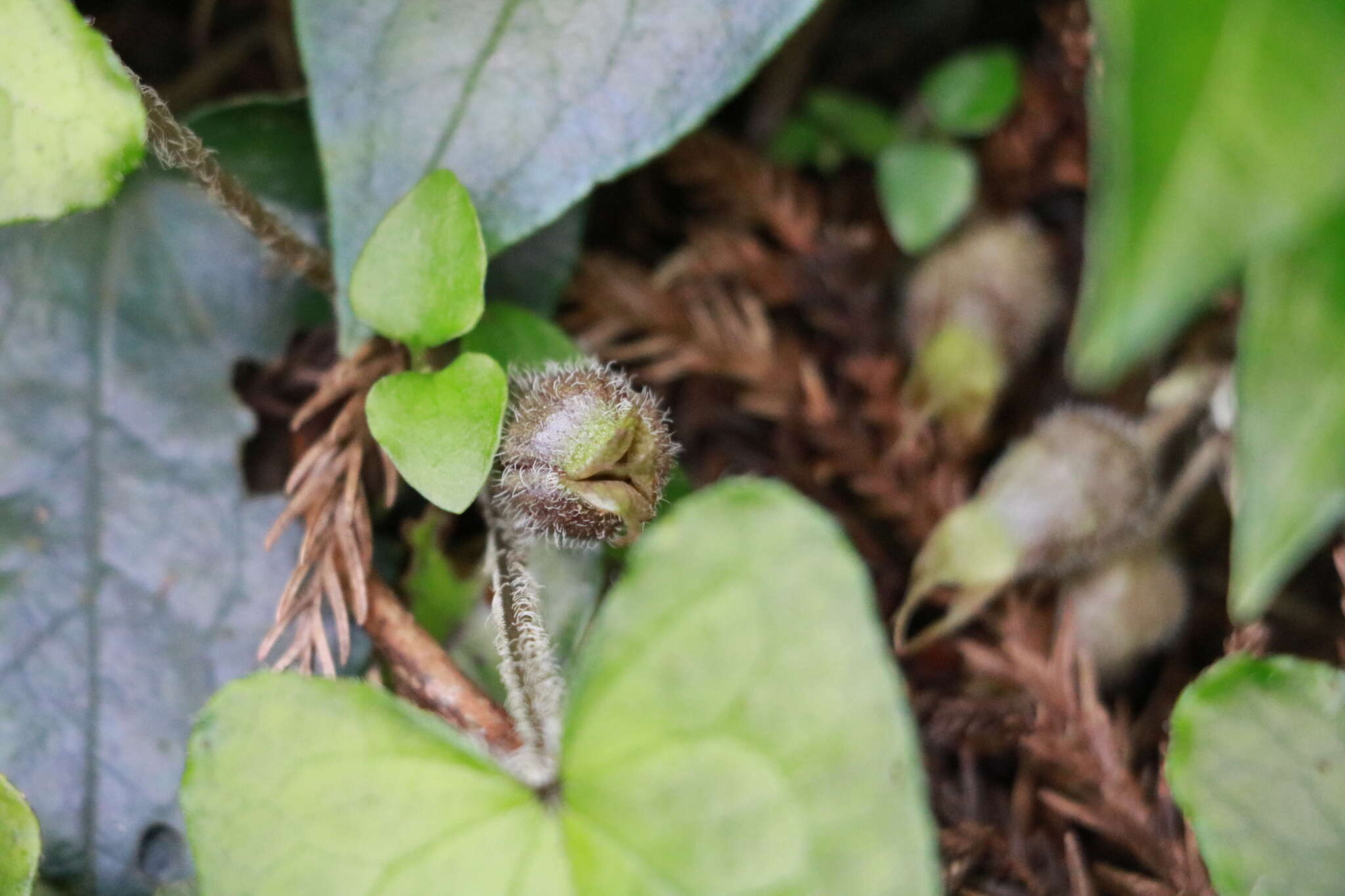 Imagem de Asarum caudigerum Hance