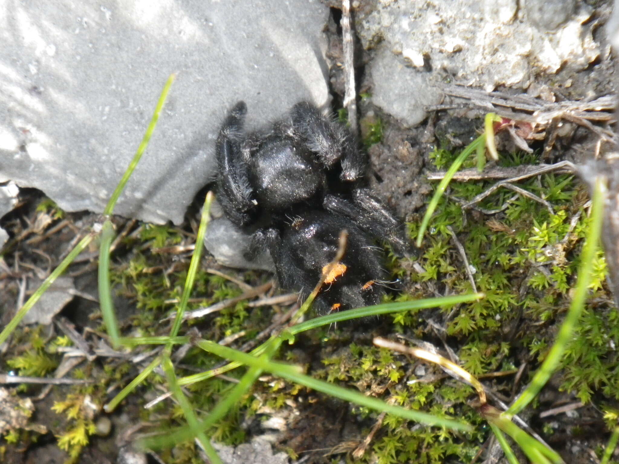 Phidippus audax (Hentz 1845) resmi