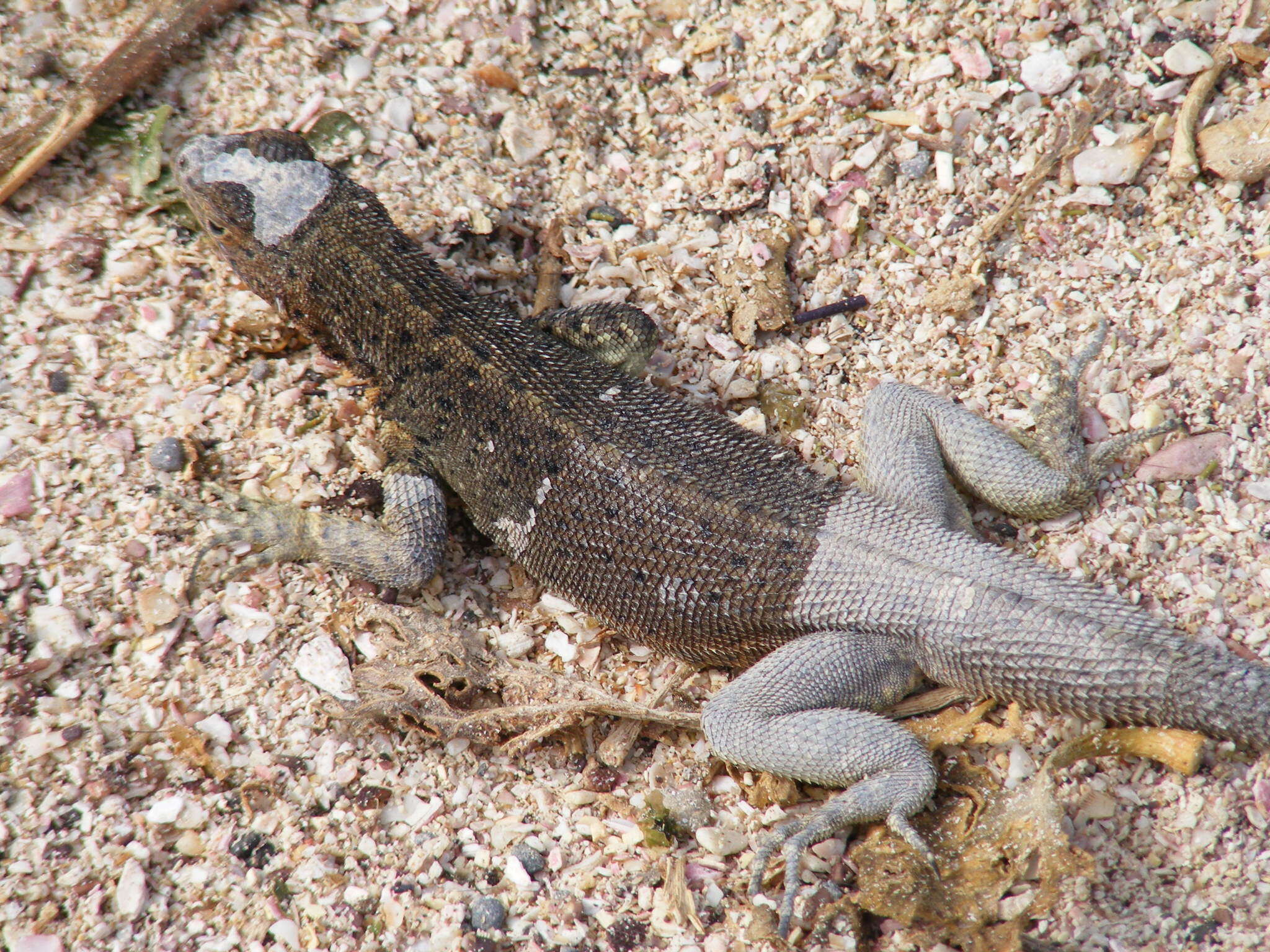 Imagem de Microlophus delanonis (Baur 1890)