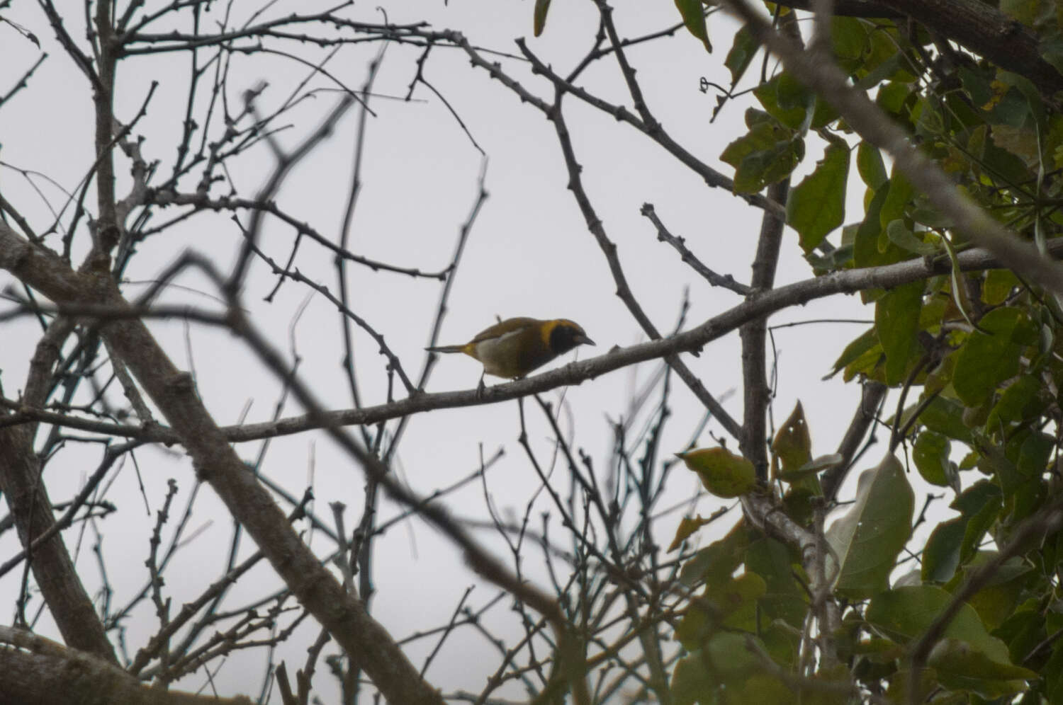 Image of Guira Tanager