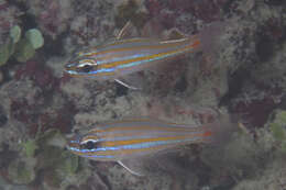 Image of Redspot cardinalfish