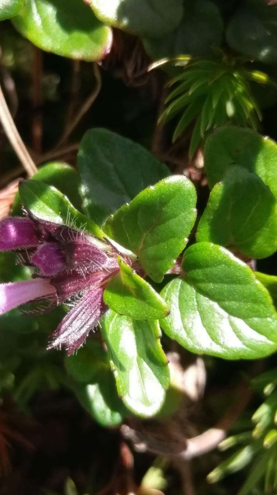 Sivun Clinopodium laxiflorum (Hayata) K. Mori kuva