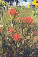 Image of acute Indian paintbrush