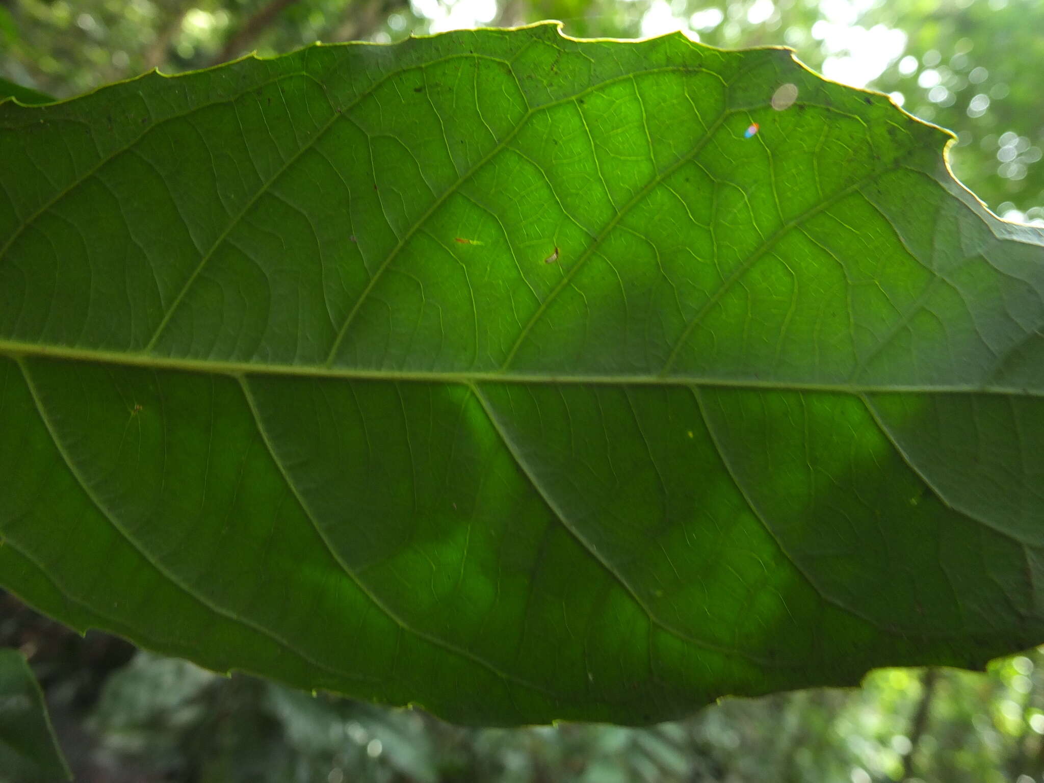 Image of Agrostistachys indica Dalzell