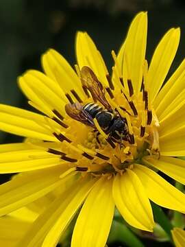 Imagem de Paranthidium jugatorium (Say 1824)