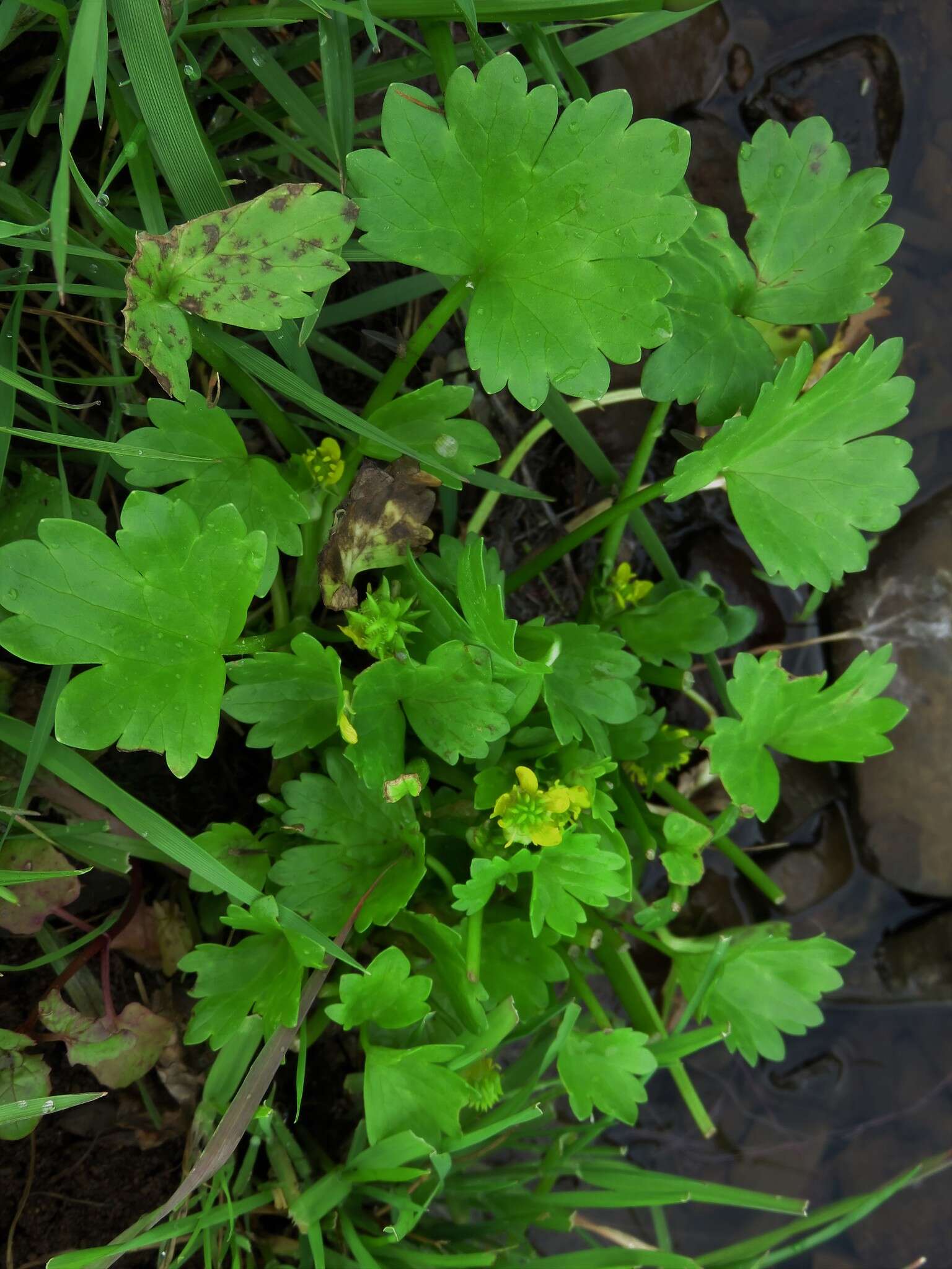 Image de Ranunculus muricatus L.