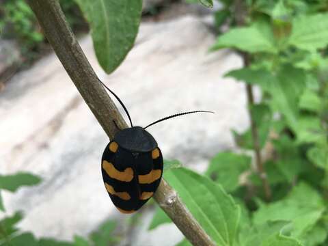 Image of Therea nuptialis (Gerstaecker 1861)