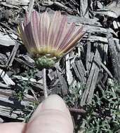 Image of Ursinia chrysanthemoides (Less.) Harv.