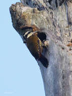 Image of Fire-bellied Woodpecker