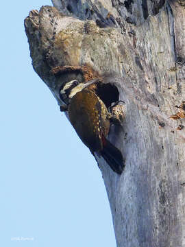 Image of Fire-bellied Woodpecker