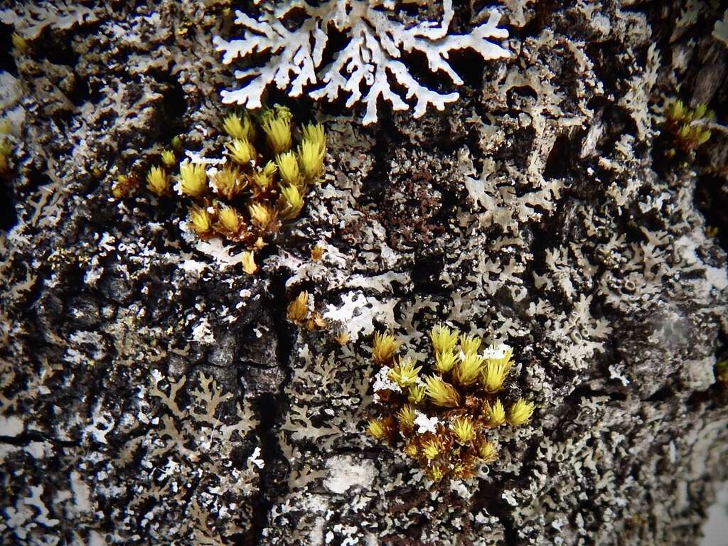 Image of crisped pincushion