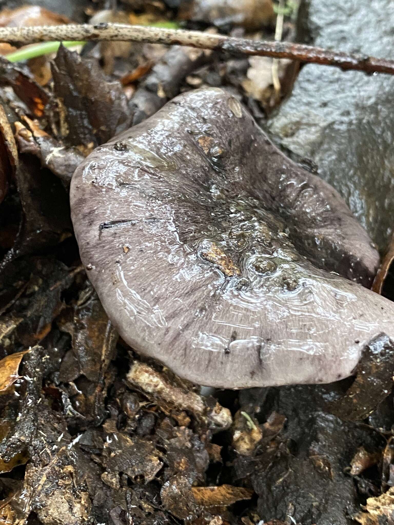 Image of Tricholoma griseoviolaceum Shanks 1996