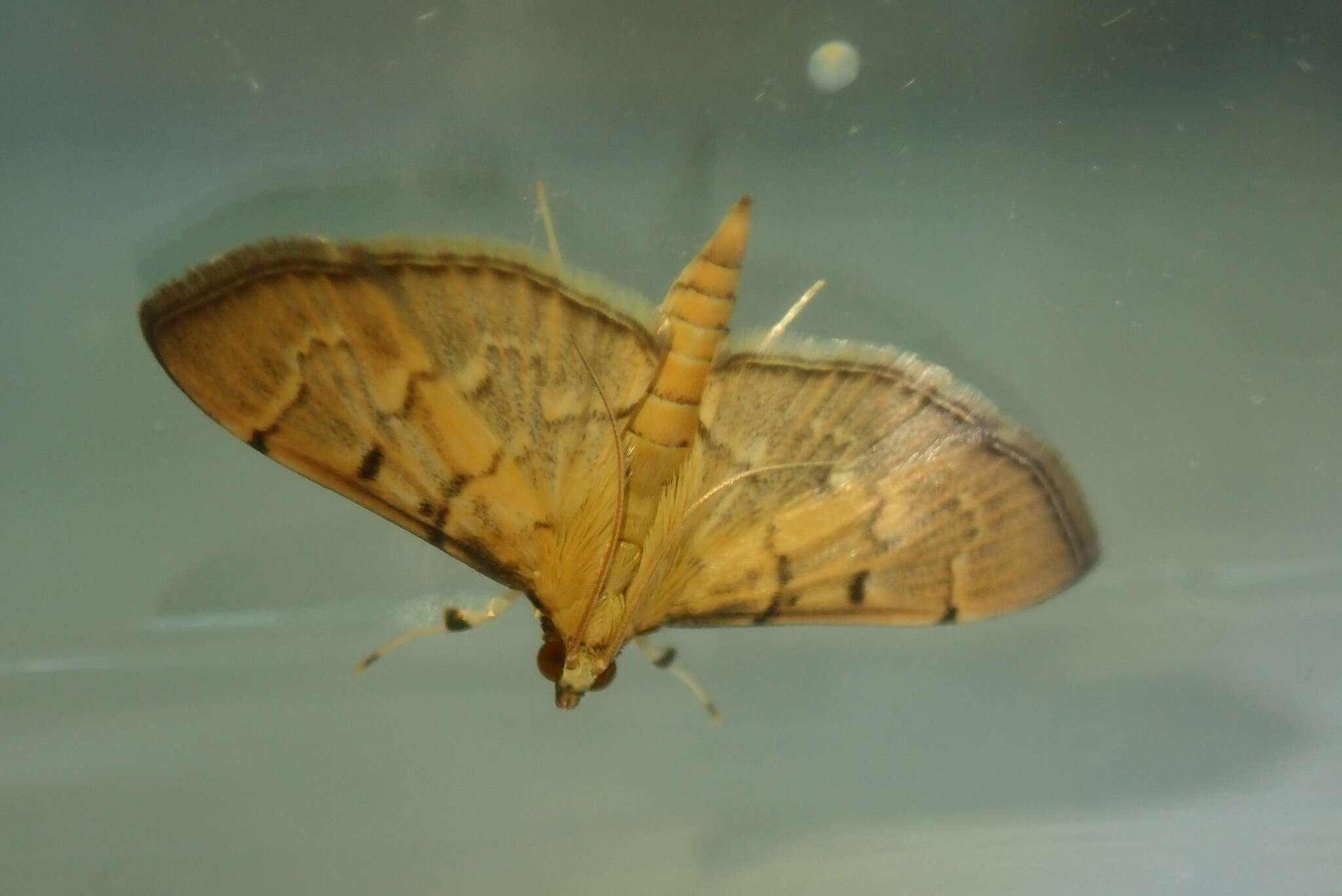 Image of Herpetogramma rudis Warren 1892