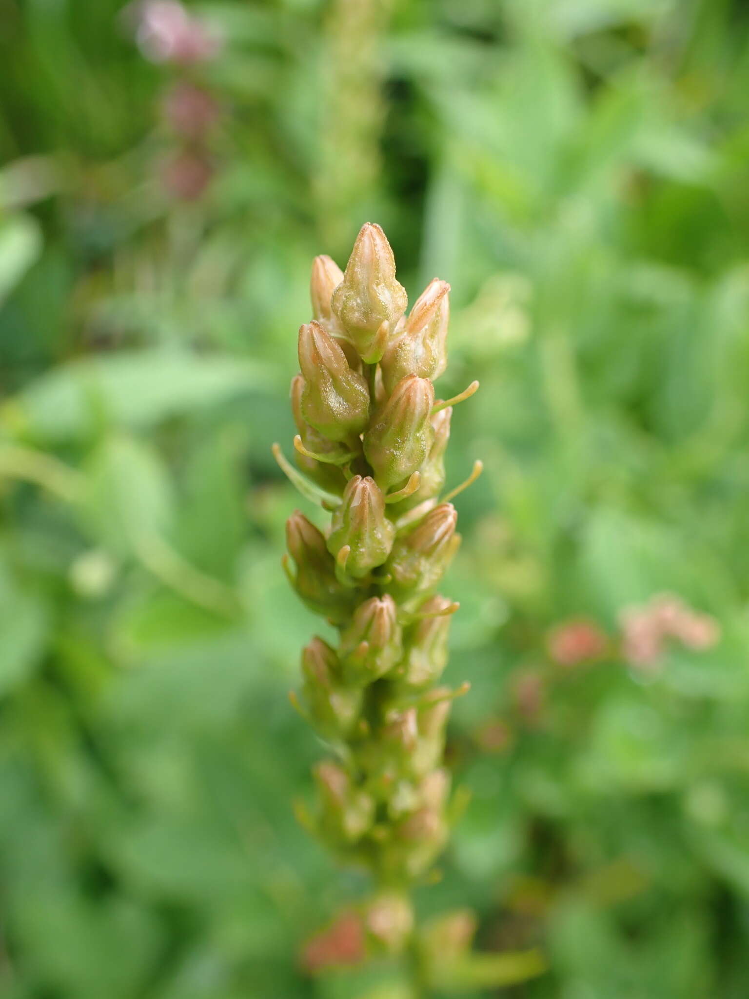 Image of Aletris foliata (Maxim.) Makino & Nemoto