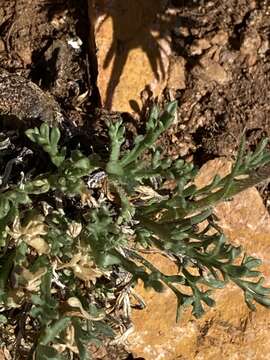 Слика од Erigeron pinnatisectus (A. Gray) A. Nels.