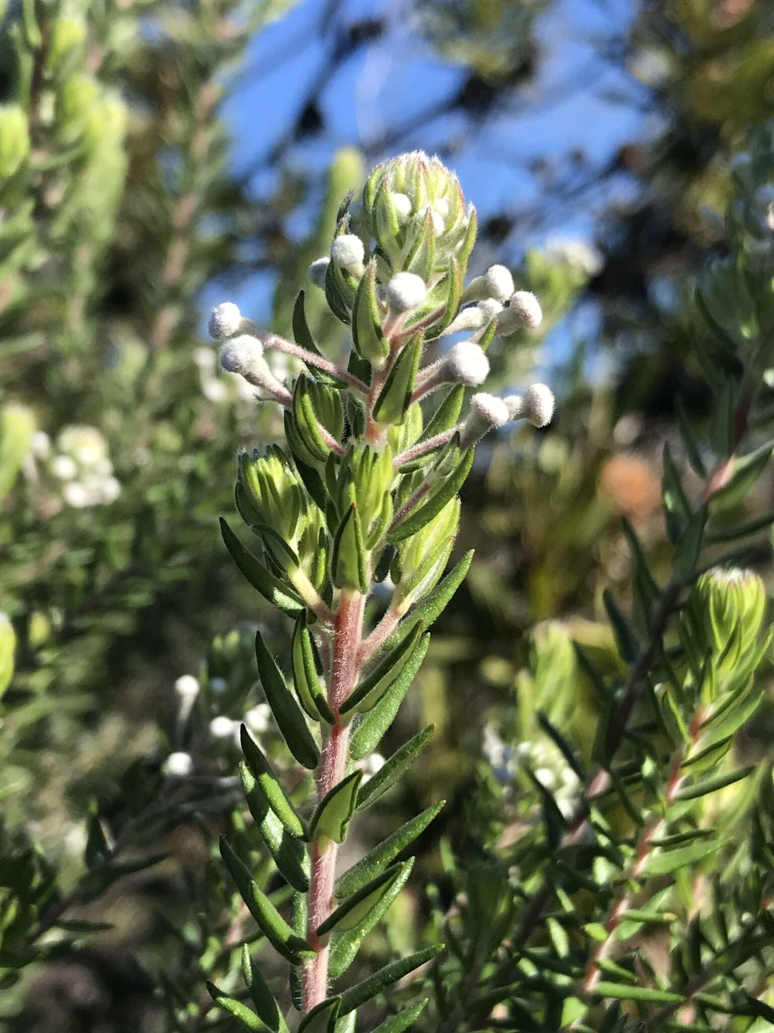 Image of Phylica pinea Thunb.