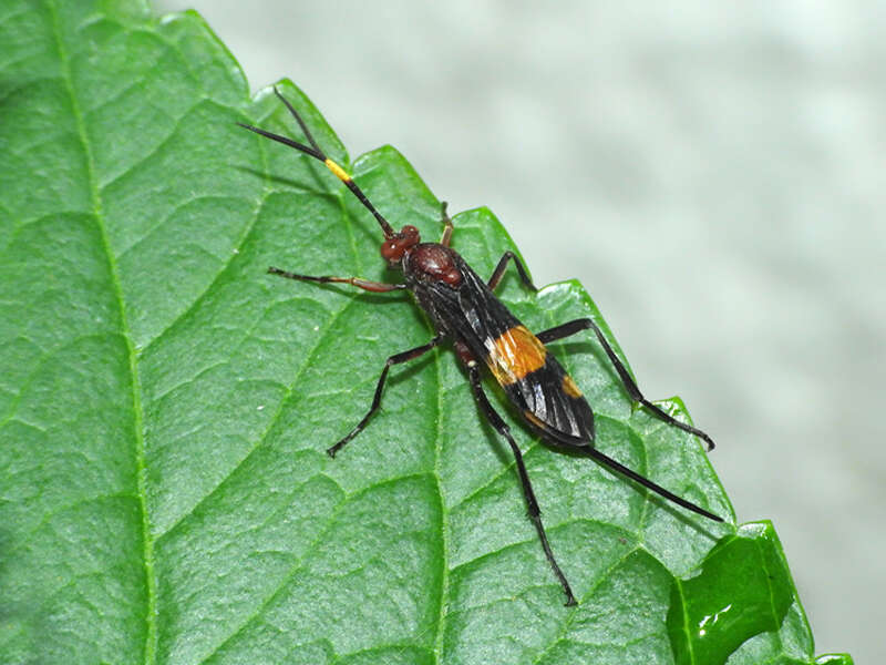 Image of Compsocryptus melanostigma (Brulle 1846)