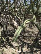 Image of Leptocereus paniculatus (Lam.) D. R. Hunt