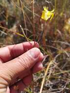 Image of Moraea inconspicua Goldblatt